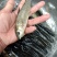 【杂交草鱼苗】珠江草鱼苗，打过疫苗，场地直销