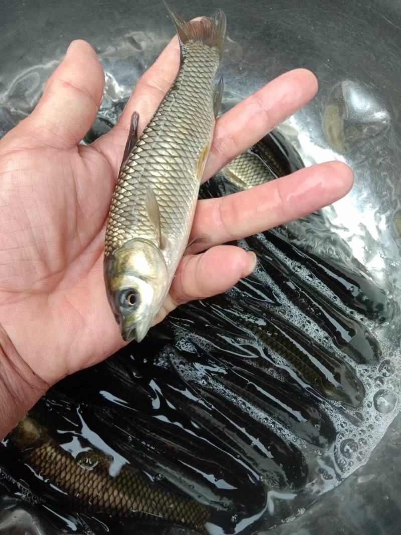【杂交草鱼苗】珠江草鱼苗，打过疫苗，场地直销