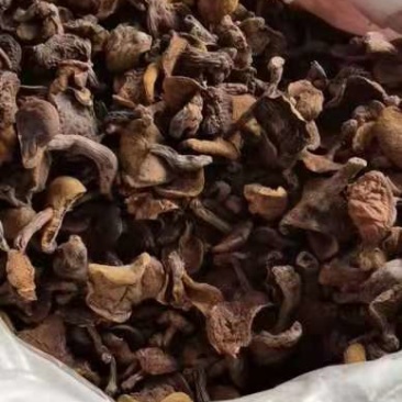 秋板松蘑价格便宜