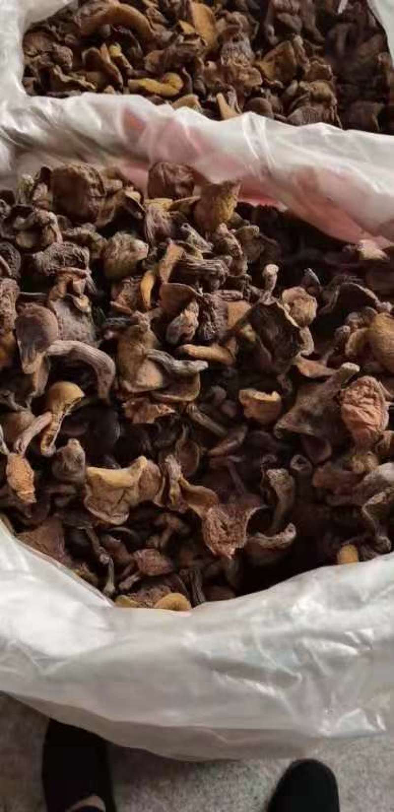秋板松蘑价格便宜