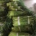 红帽蒜薹，日供200吨左右，大量供应加工厂，腌制厂