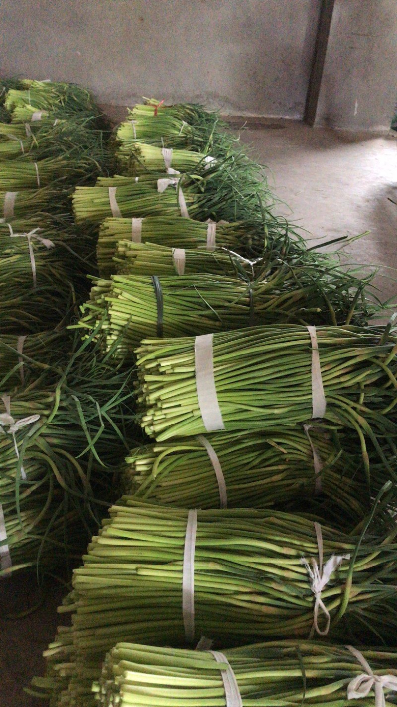 红帽蒜薹，日供200吨左右，大量供应加工厂，腌制厂