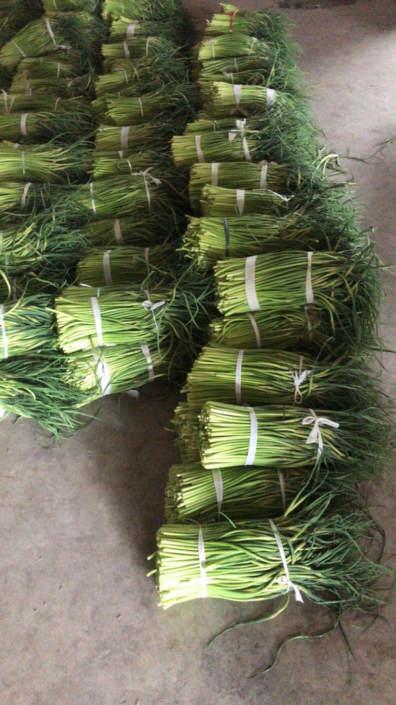 红帽蒜薹，日供200吨左右，大量供应加工厂，腌制厂