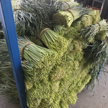 红帽蒜薹，日供200吨左右，大量供应加工厂，腌制厂