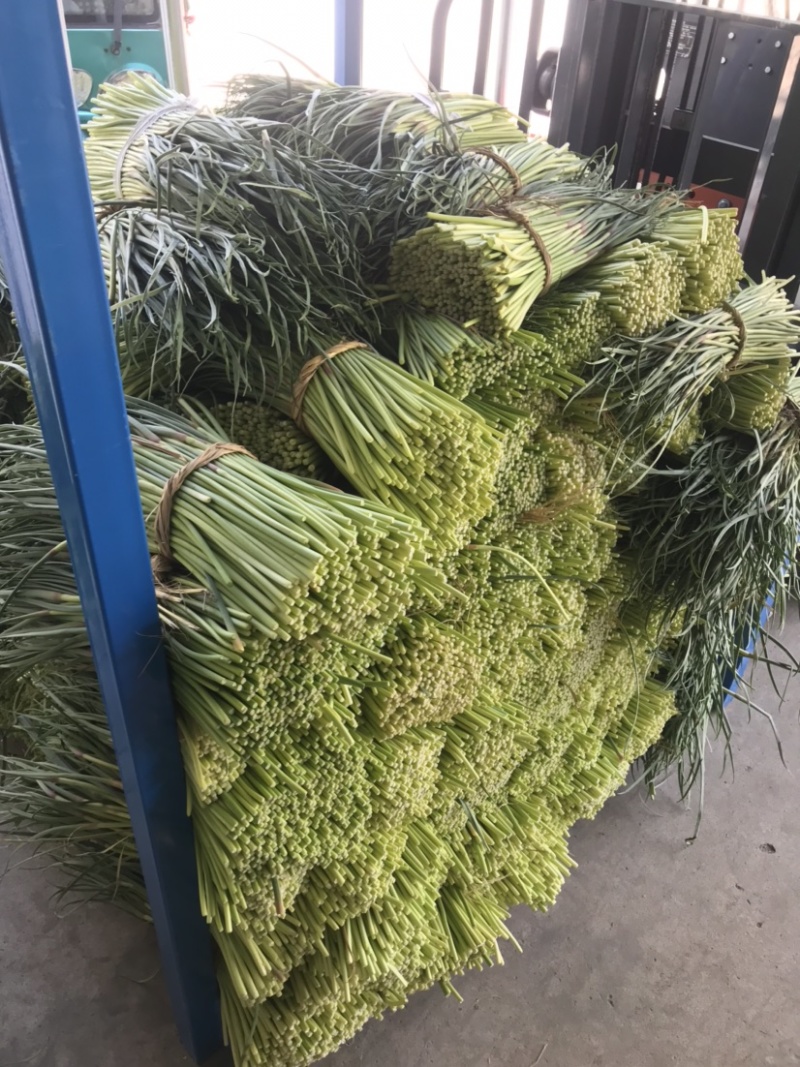 红帽蒜薹，日供200吨左右，大量供应加工厂，腌制厂