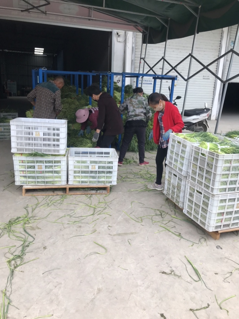 红帽蒜薹，日供200吨左右，大量供应加工厂，腌制厂