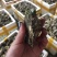 鲜活潮州带壳蚝半壳生蚝一手货源