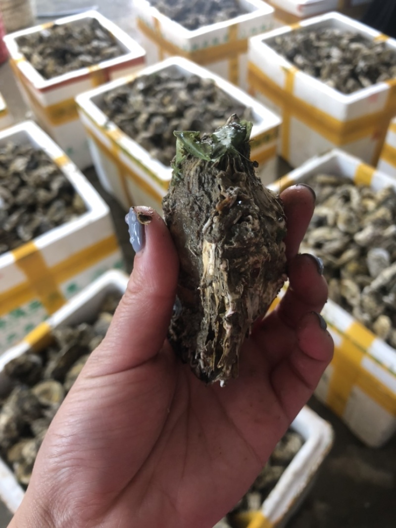 鲜活潮州带壳蚝半壳生蚝一手货源