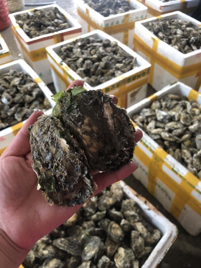 鲜活潮州带壳蚝半壳生蚝一手货源