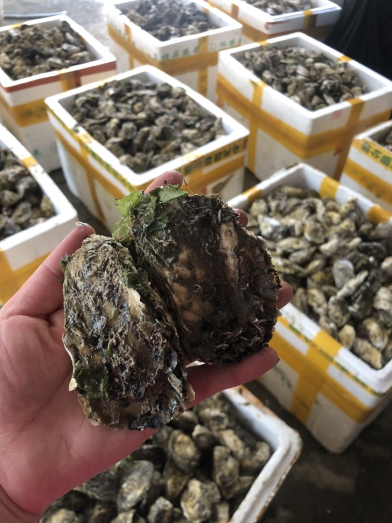 鲜活潮州带壳蚝半壳生蚝一手货源