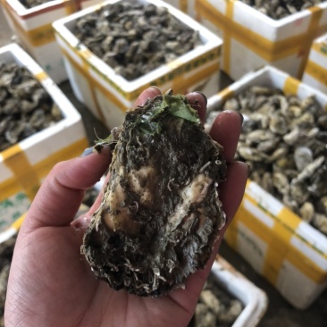 鲜活潮州带壳蚝半壳生蚝一手货源