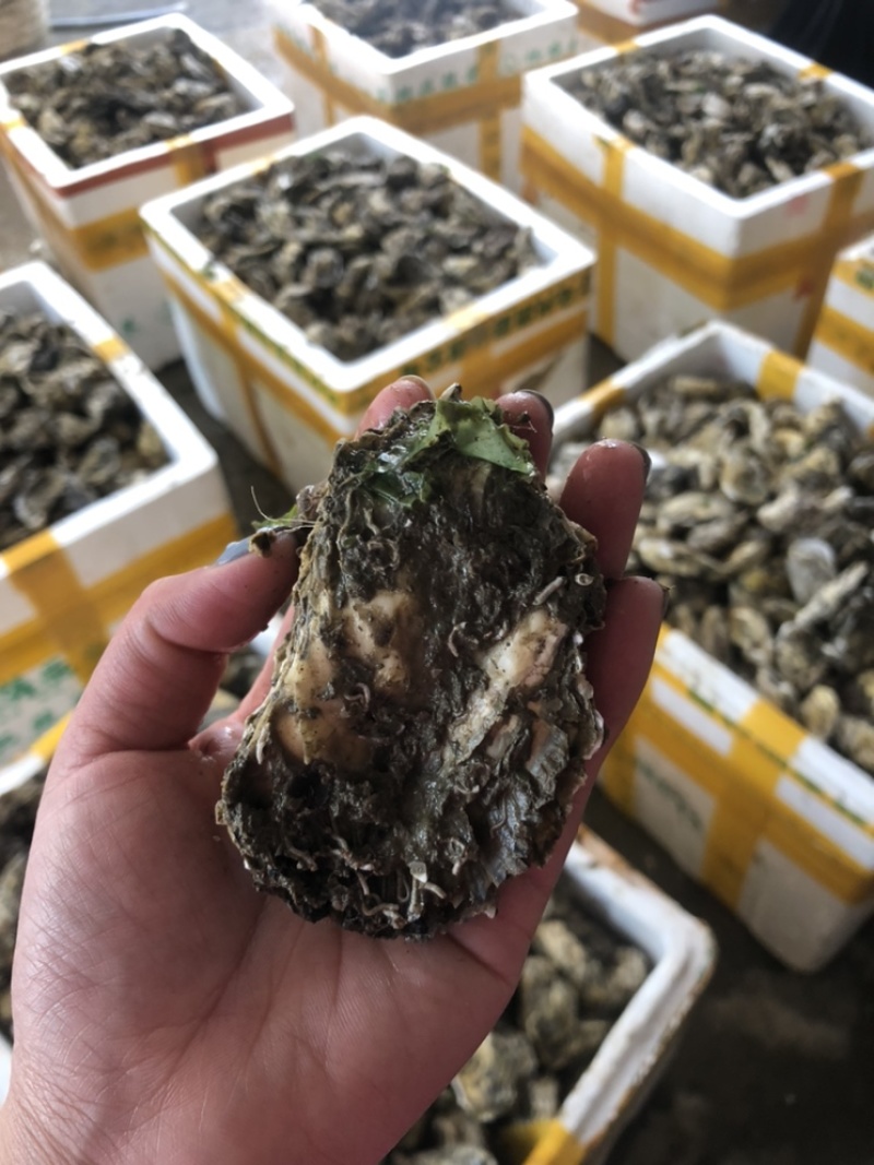 鲜活潮州带壳蚝半壳生蚝一手货源