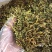 金银花野生金银花无硫磺花100g罐一级花