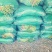 新民原产地直供，优质小葱苗价钱好品质好。