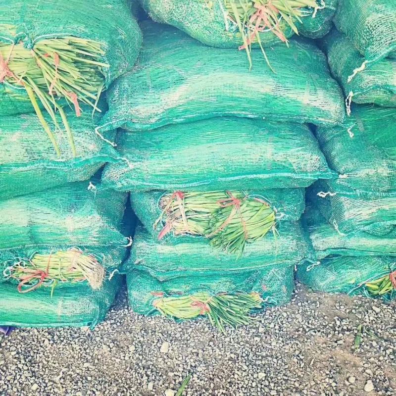 新民原产地直供，优质小葱苗价钱好品质好。
