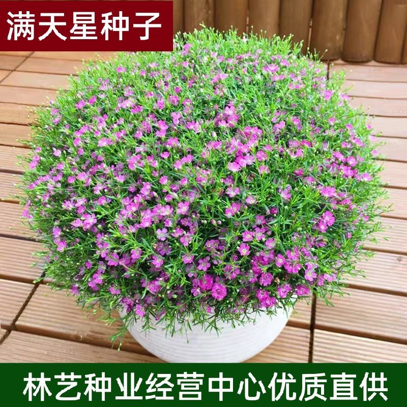 满天星种子四季开花植物花卉室外易活花种子籽孑花草