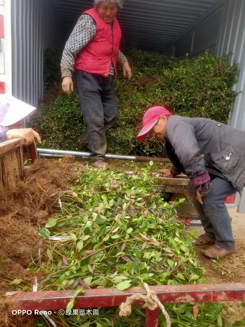 扶芳藤卫矛小叶扶芳藤大叶扶芳藤分枝2-5