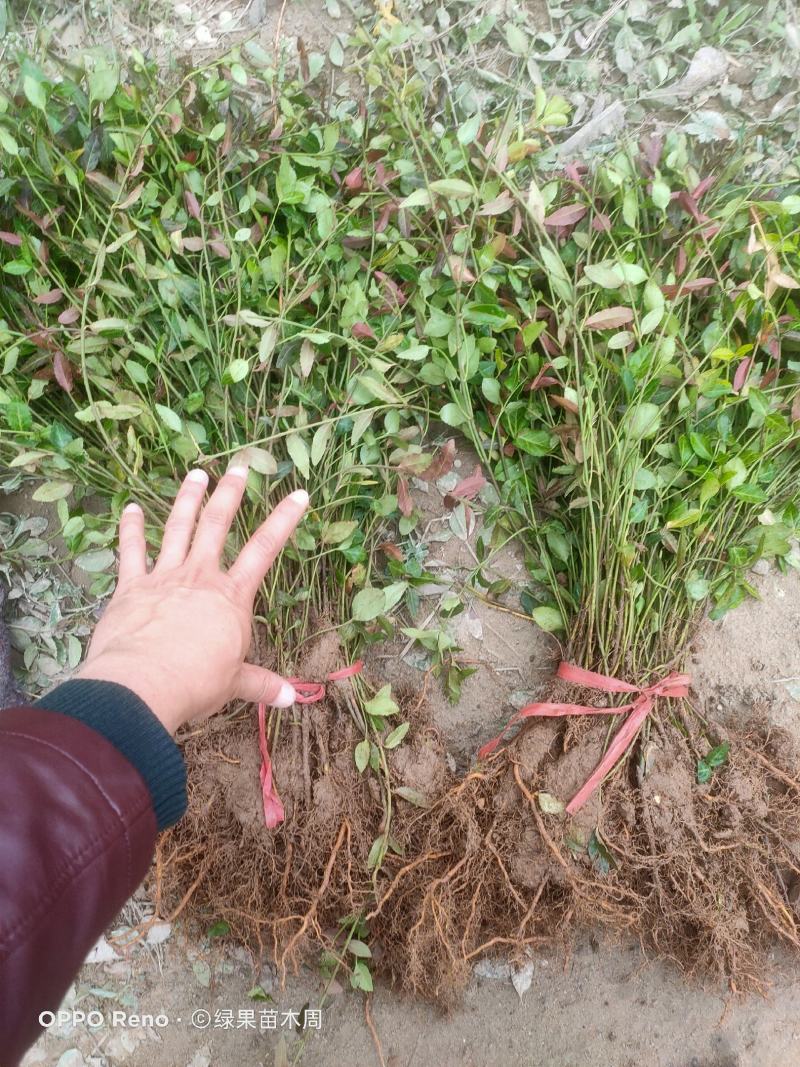 扶芳藤卫矛小叶扶芳藤大叶扶芳藤分枝2-5