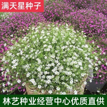 满天星种子四季开花植物花卉室外易活花种子籽孑花草