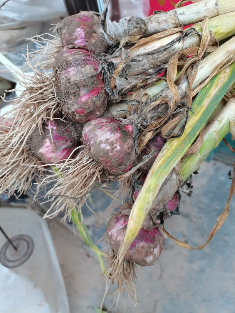 杞县优质大蒜、蒜头、苗蒜、货源充足，商超，市场大量供应