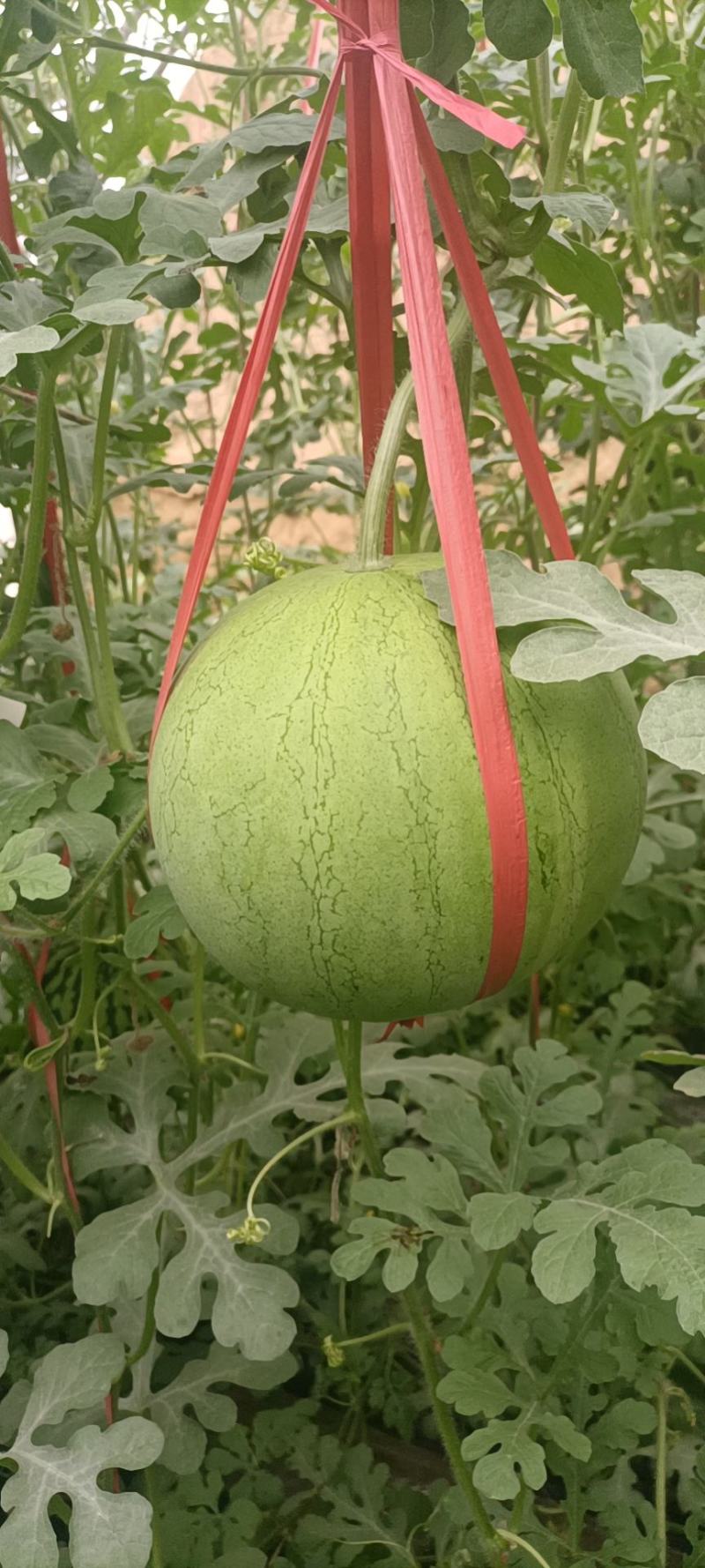 陕北西瓜