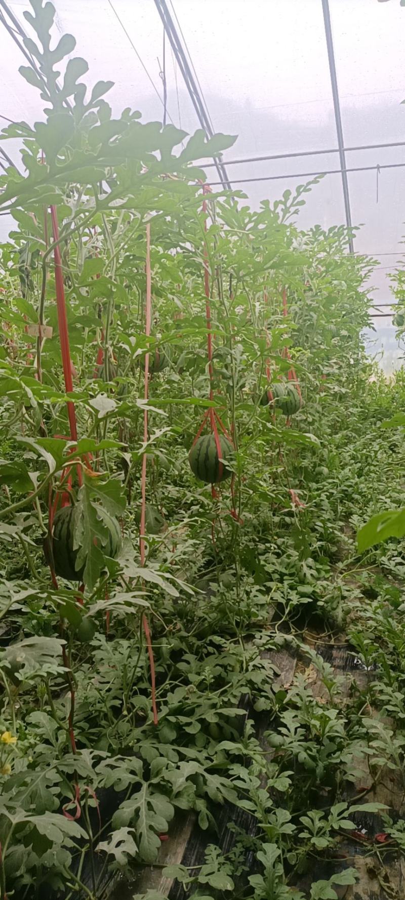 陕北西瓜