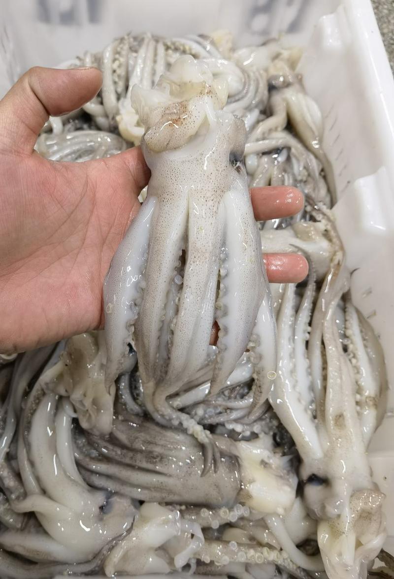 阿根廷单冻鱿鱼头机洗头鱿鱼须新鲜速冻干冻无冰品质保证