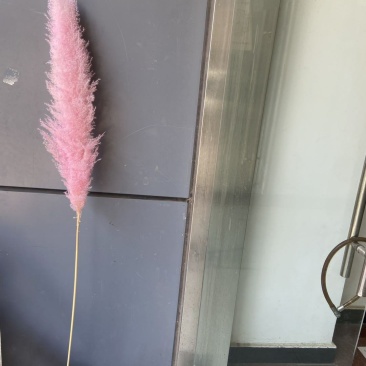 大芦苇干花永生花15支1扎家居装饰婚庆婚礼花材客厅摆设
