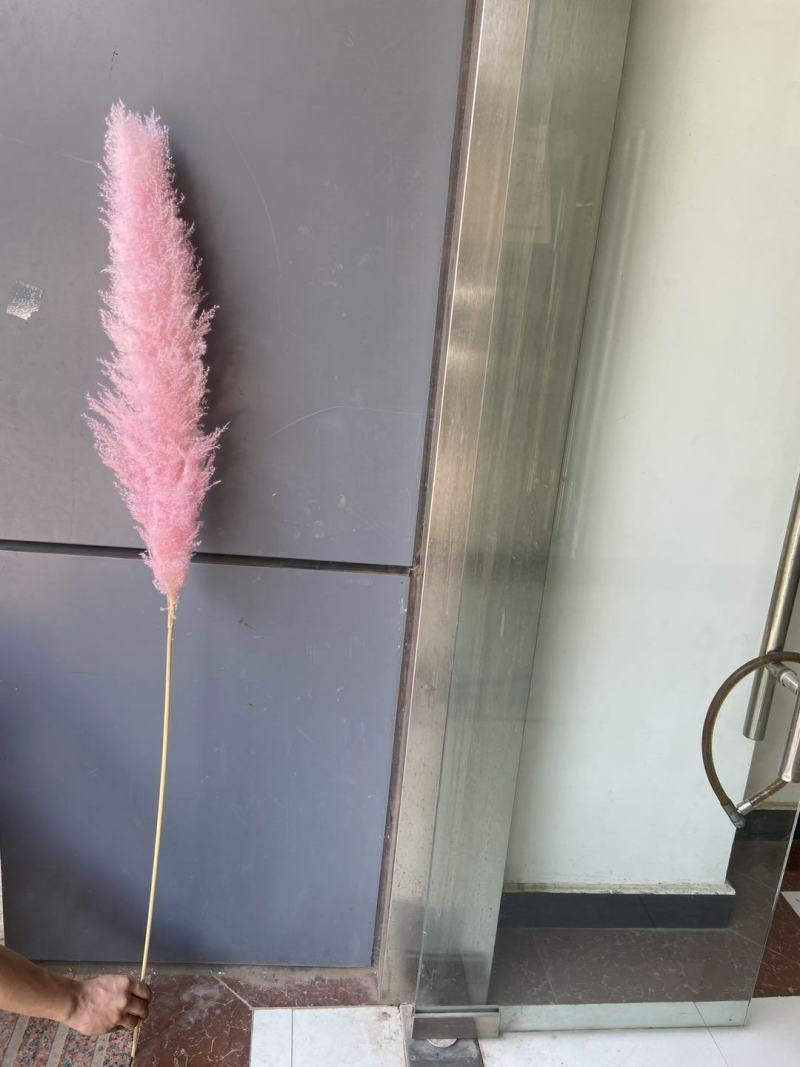 大芦苇干花永生花15支1扎家居装饰婚庆婚礼花材客厅摆设