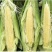 广东生态种植新鲜水果甜玉米笋2丿10斤带箱现摘现发包邮。
