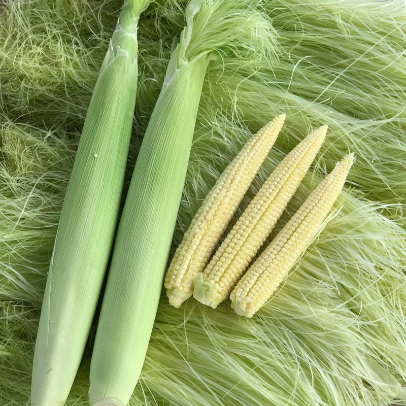 广东生态种植新鲜水果甜玉米笋2丿10斤带箱现摘现发包邮。