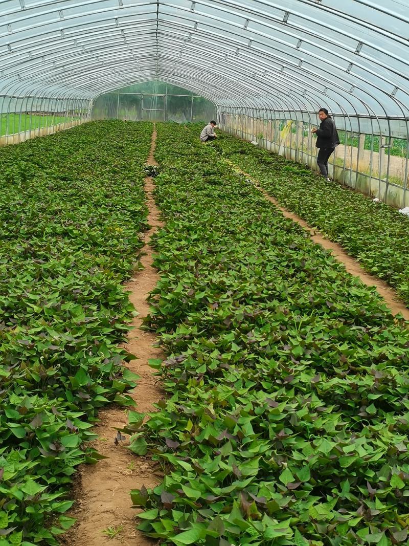 河北红薯苗，西瓜红红薯苗，龙属九自产自销品种齐全