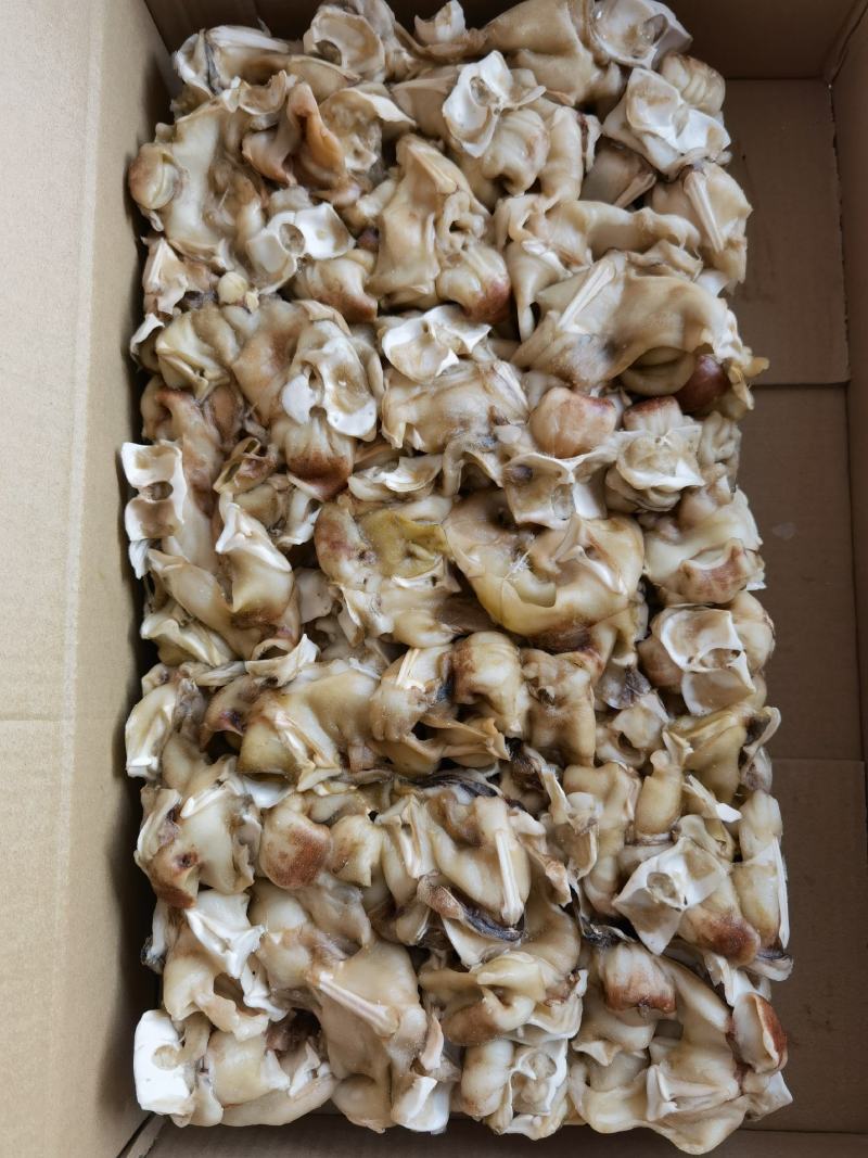 单冻鱿鱼脖鱿鱼脖鱿鱼脆脆骨鱿鱼边角料
