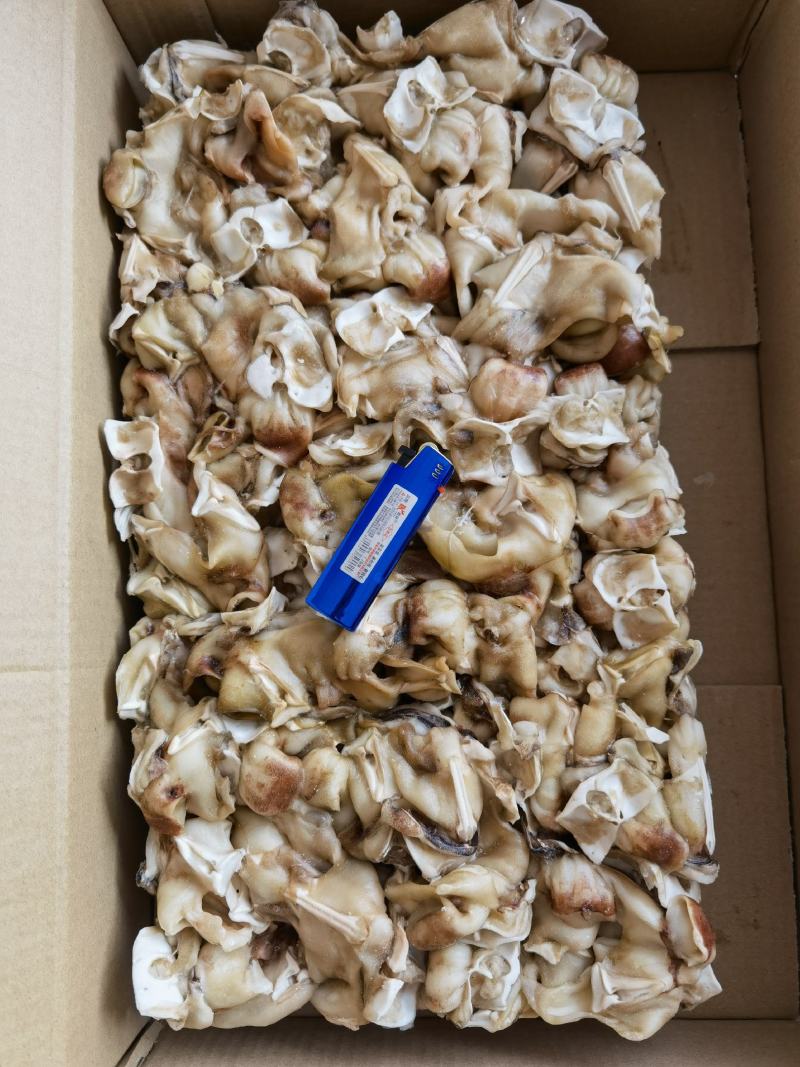 单冻鱿鱼脖鱿鱼脖鱿鱼脆脆骨鱿鱼边角料