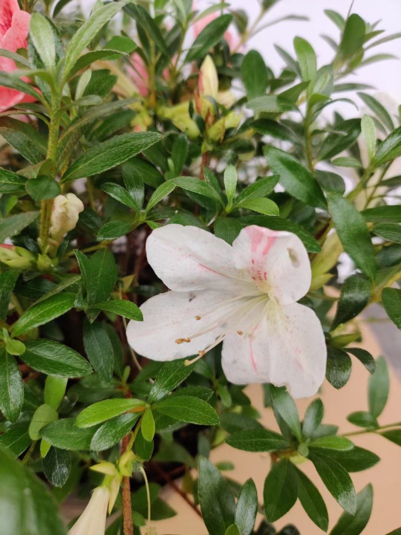 品种杜鹃五彩夏娟