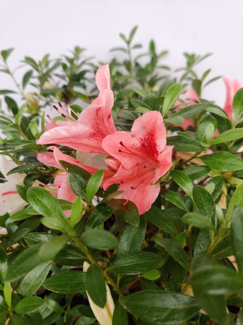 品种杜鹃五彩夏娟