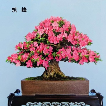 日本雾岛杜鹃花：筑峰