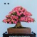 日本雾岛杜鹃花：筑峰