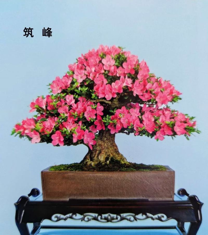 日本雾岛杜鹃花：筑峰