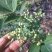 花椒、野生花椒