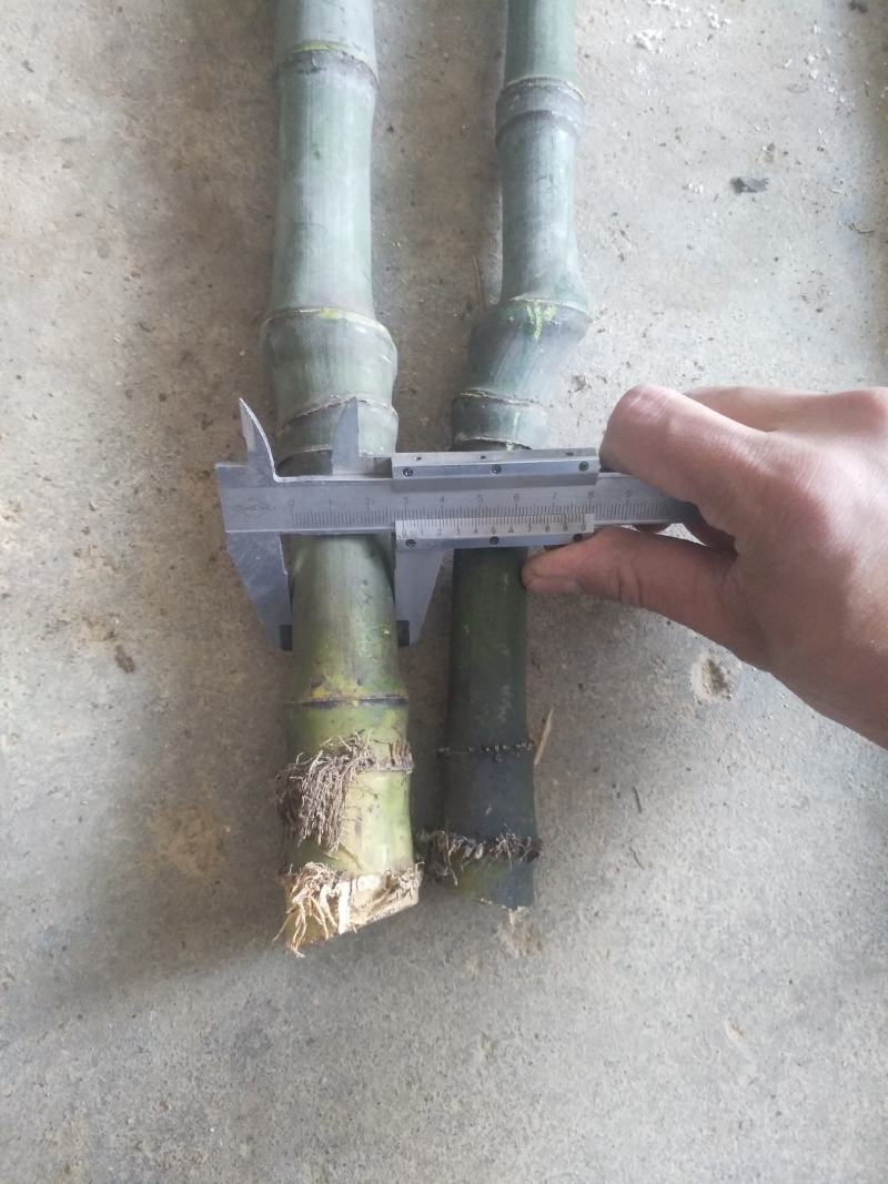 大量实心竹，各种规格，全国各地发货保质保量