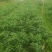 蔬菜秧苗