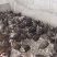 纯种芦花鸡脱温鸡苗大量现货全国发货