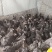 纯种芦花鸡脱温鸡苗大量现货全国发货
