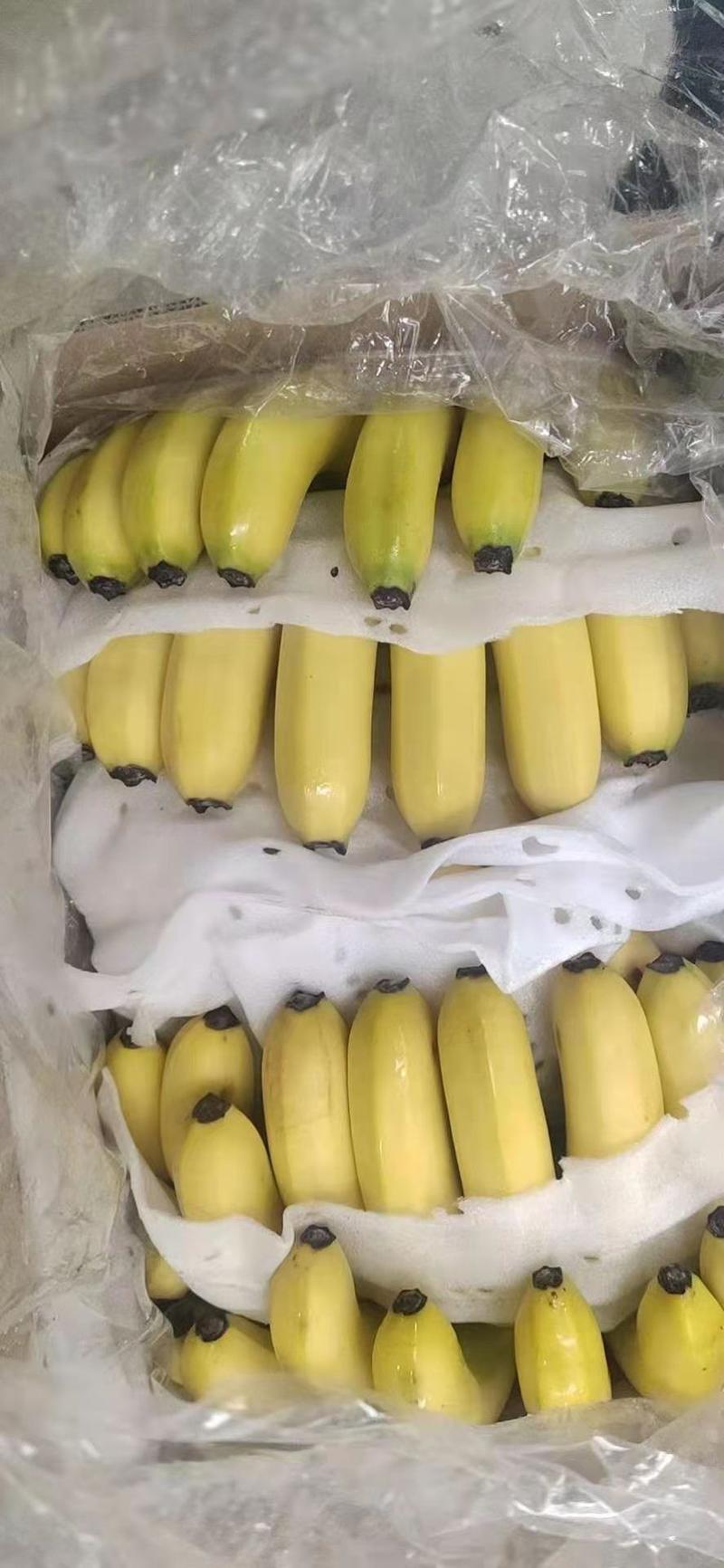香蕉，徐闻香蕉（产品至优、客户至上的服务理念）