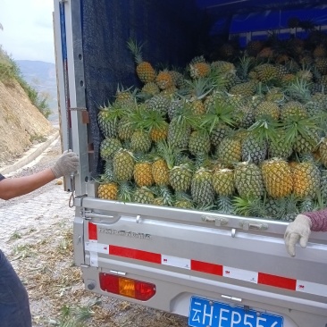云南万亩香水菠萝园！货源充足，每天可发几十吨没问题