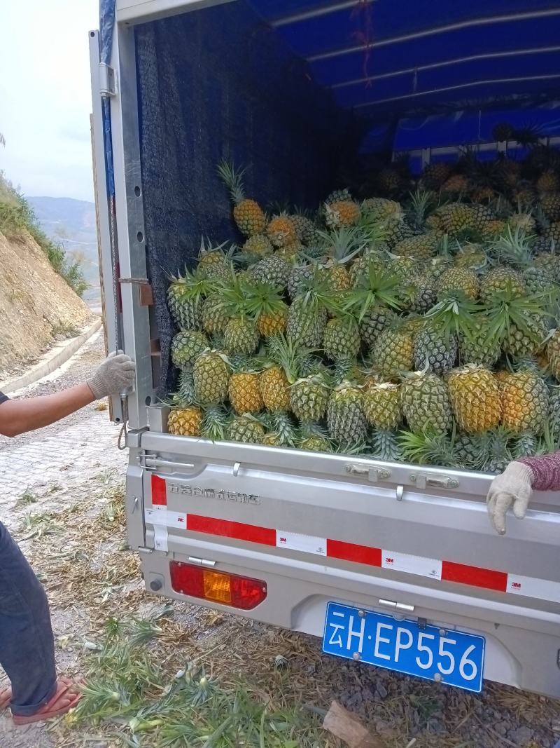云南万亩香水菠萝园！货源充足，每天可发几十吨没问题