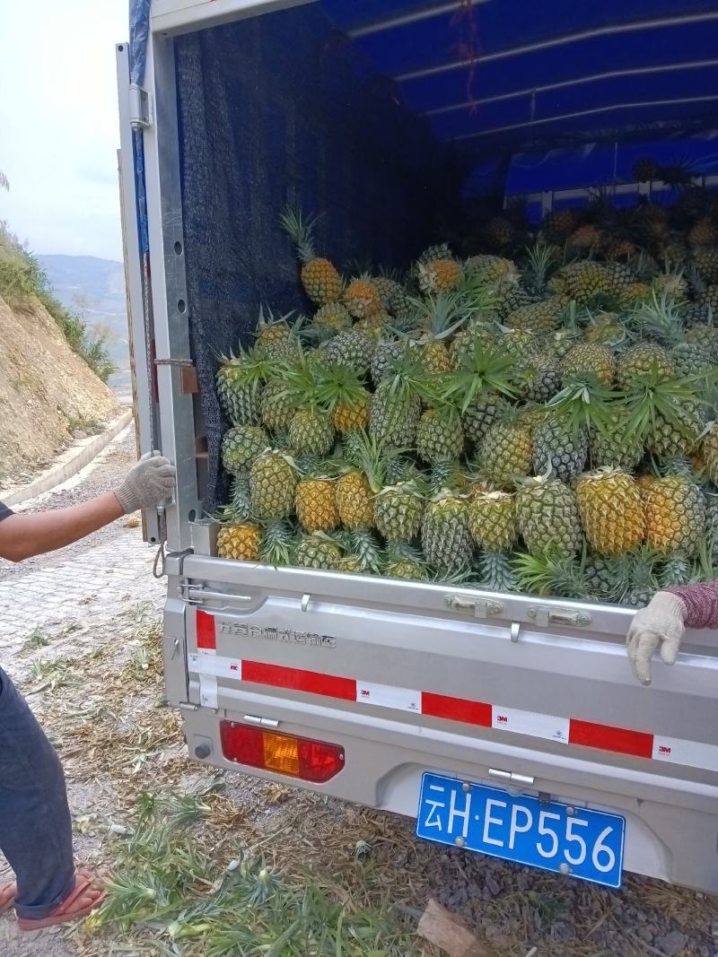 云南万亩香水菠萝园！货源充足，每天可发几十吨没问题