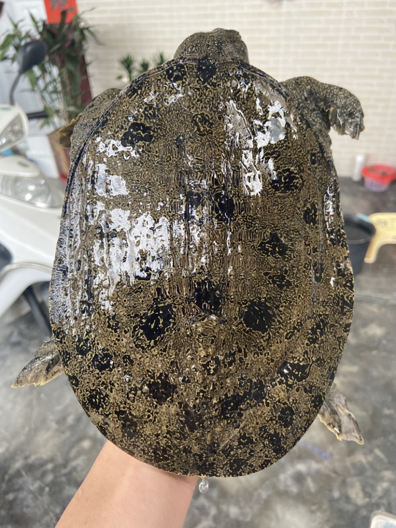 外塘冷水甲鱼团鱼脚鱼老鳖花公甲鱼包活品质高