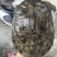 外塘冷水甲鱼团鱼脚鱼老鳖花公甲鱼包活品质高